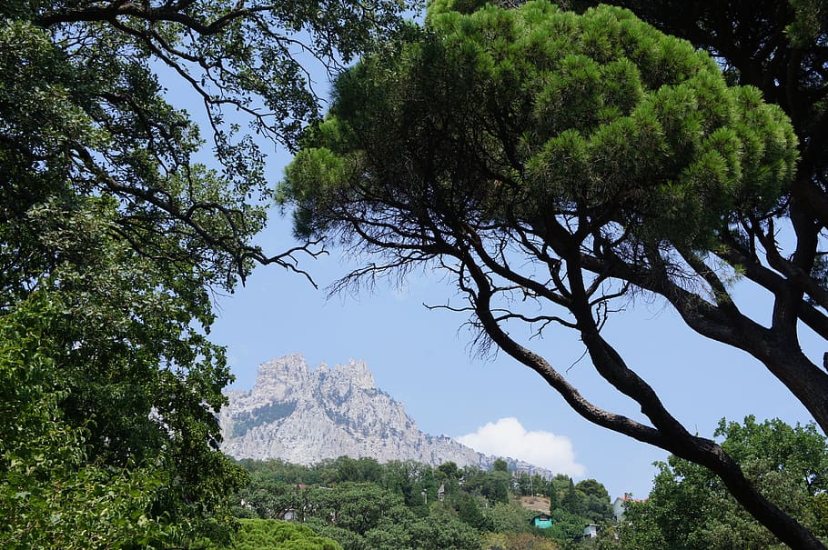 tree, mountain, crimea, nature, plant, growth, beauty in nature HD wallpaper