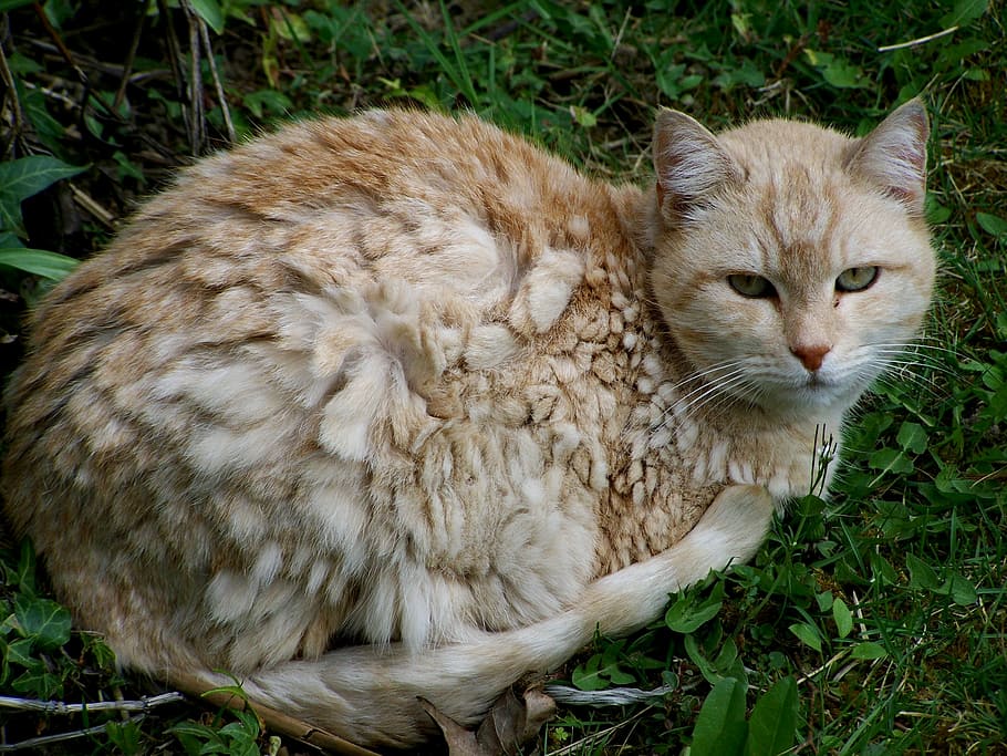 cat, mammal, animal themes, domestic, pets, domestic animals HD wallpaper