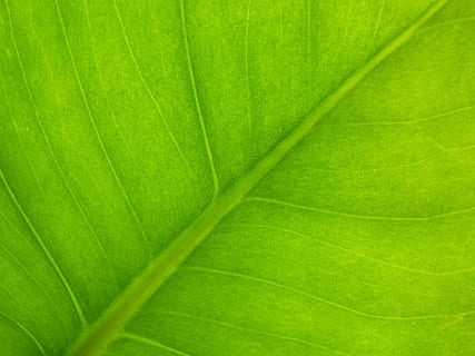 background, texture, vegetable, green, leaf, photosynthesis HD wallpaper