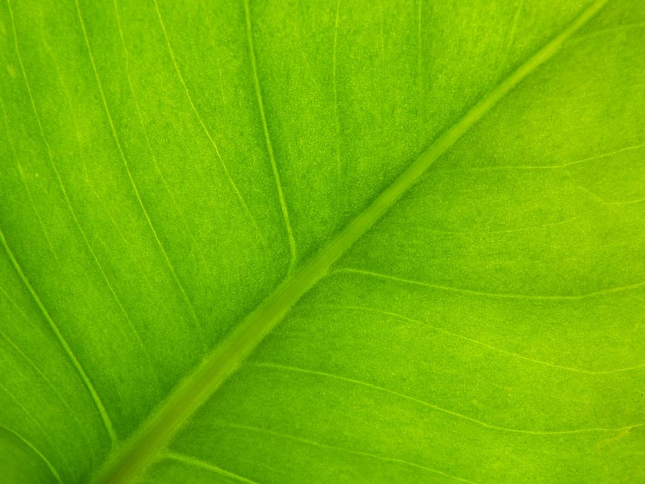 background, texture, vegetable, green, leaf, photosynthesis HD wallpaper