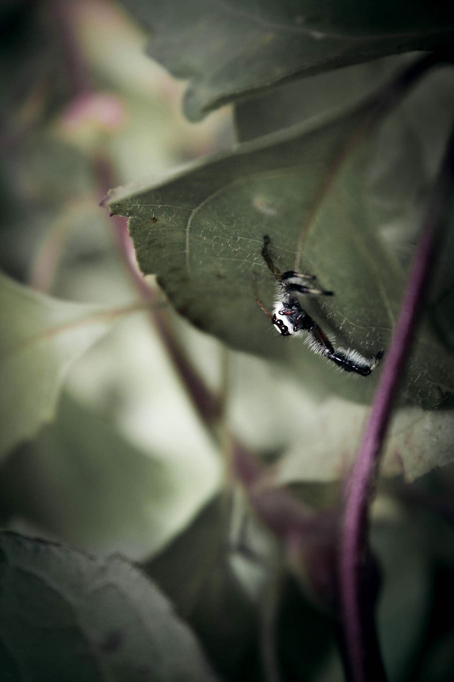 Macro Shots, black jumping spider on leaf photography, bug, insect HD wallpaper