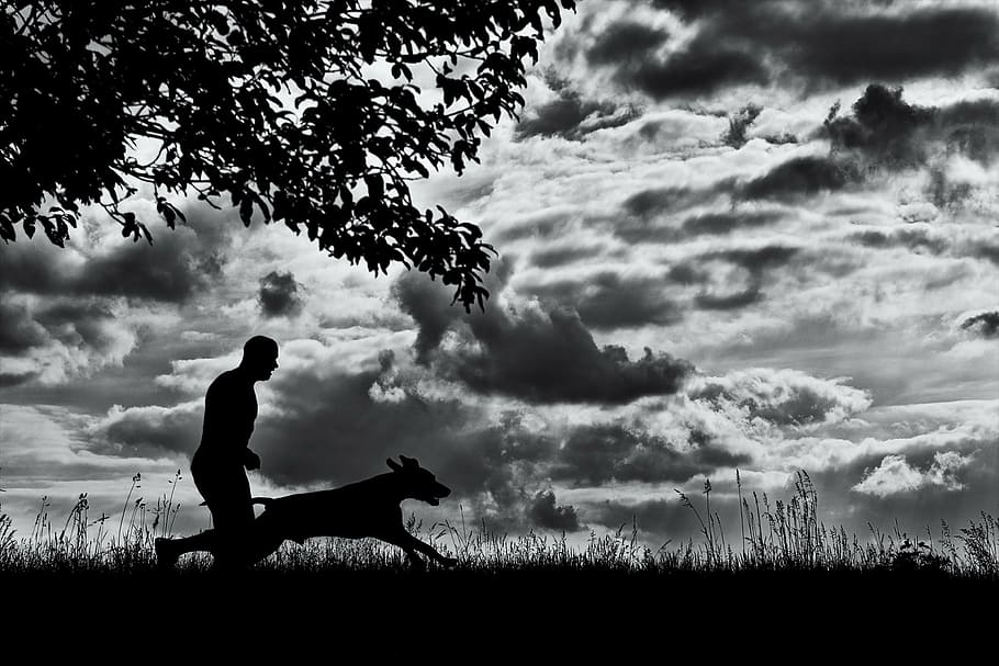 HD wallpaper: silhouette of dog and man runs on grass field, running dog,  man and dog | Wallpaper Flare
