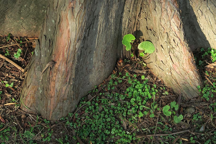 tree, plant, tree roots, tree trunk, forest, growth, land, nature HD wallpaper