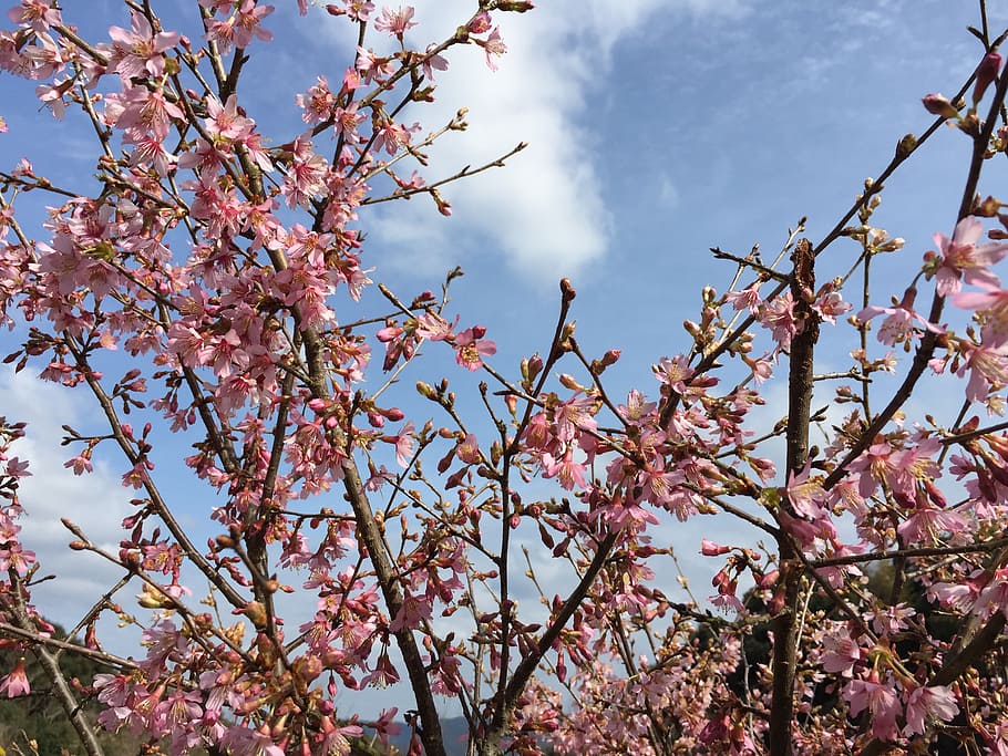 cherry, flowers, spring, okay sakura, plant, flowering plant HD wallpaper