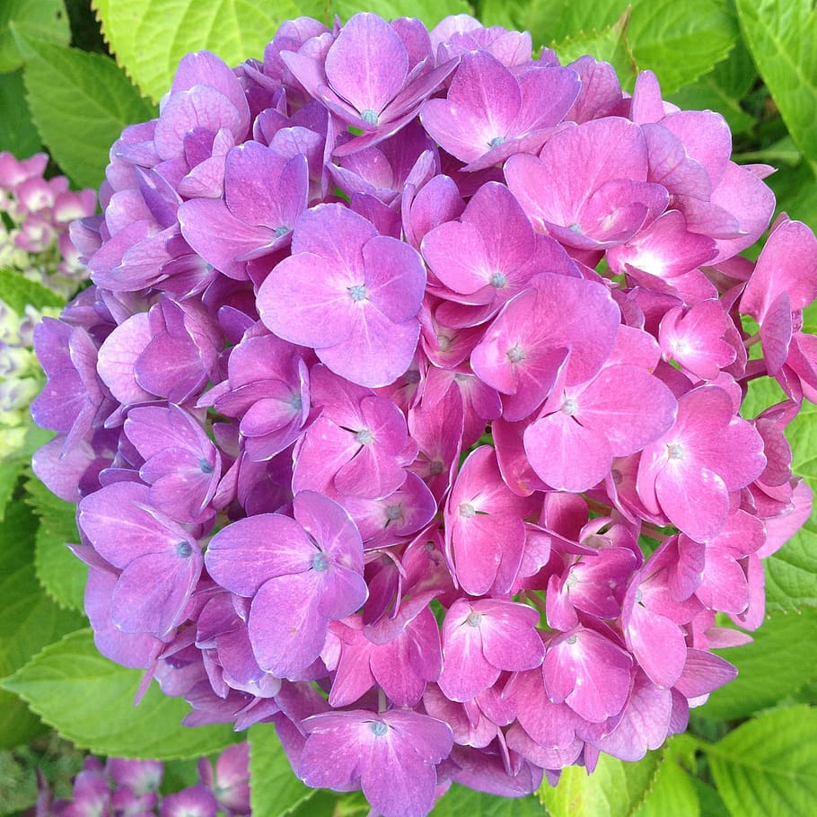 hydrangea, blossom, bloom, pink, hydrangeas ball, flower, flowering plant HD wallpaper