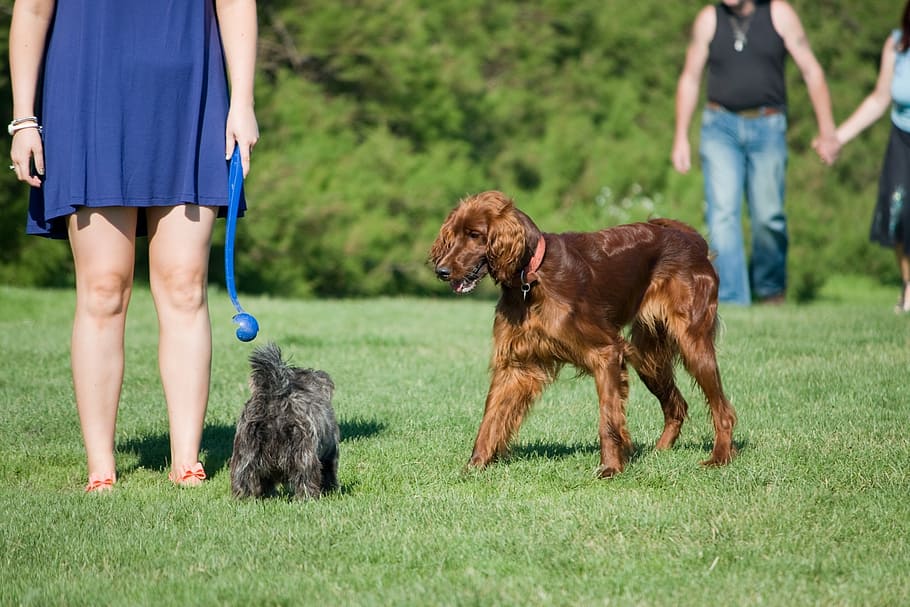 short-coated brown dog on grass field, dogs, people, woman, irish setter