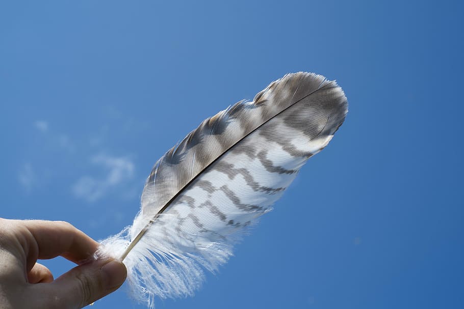 person holding a feather under blue sky, person holding up a gray and white feather under clear skies HD wallpaper