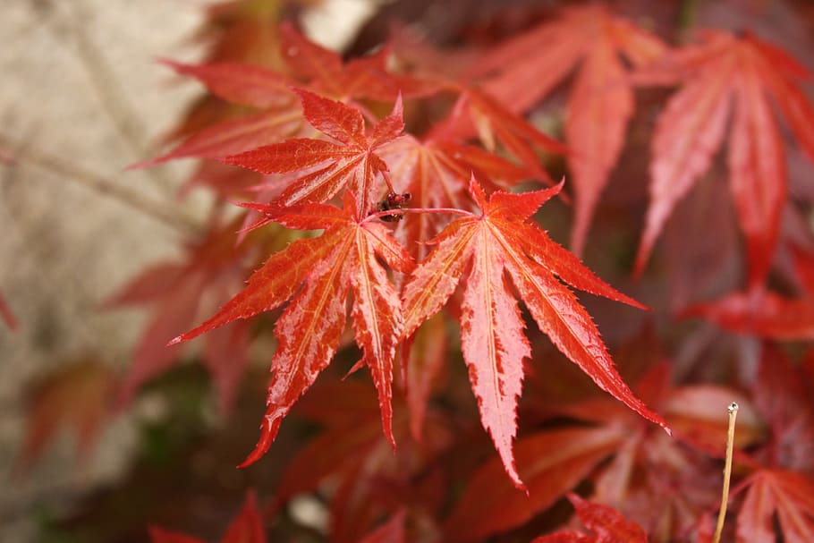 leaf, maple, red, close-up, plant, plant part, autumn, beauty in nature HD wallpaper