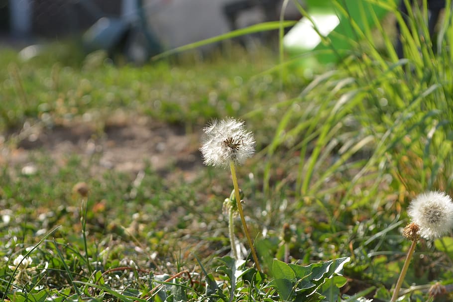 meadow, grass, focus, macro, landscape, summer, green, rest HD wallpaper