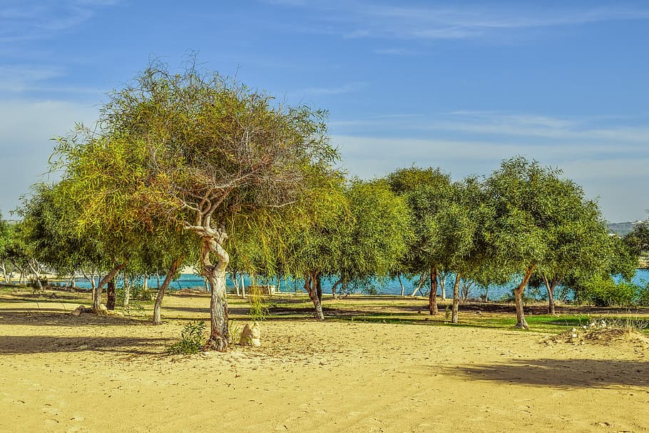 trees on field, coppice, nature, landscape, scenery, makronissos HD wallpaper