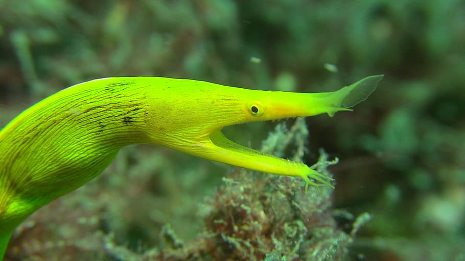 spookmurene, lembeh, diving, underwater, animal, nature, sea HD wallpaper