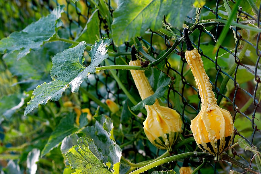fruit, eating, leaf, farm, nature, pumpkin, yellow, plant, growth HD wallpaper