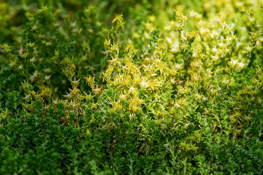 green leafed plant, sharp wall pepper, sedum acre, sharp stonecrop HD wallpaper