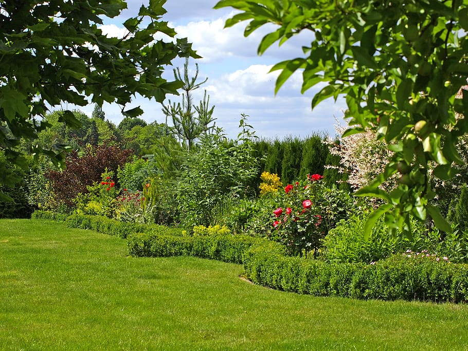 garden, hedge, rush, summer, blossom, bloom, nature, green HD wallpaper