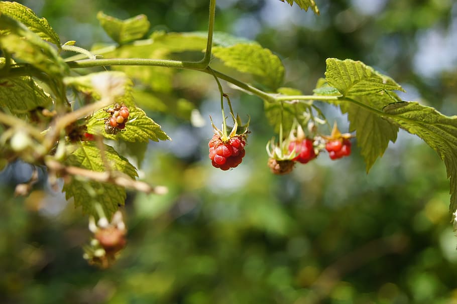 Raspberry, Plant, Red, Berry, summer, fruit, harvest, ripe HD wallpaper