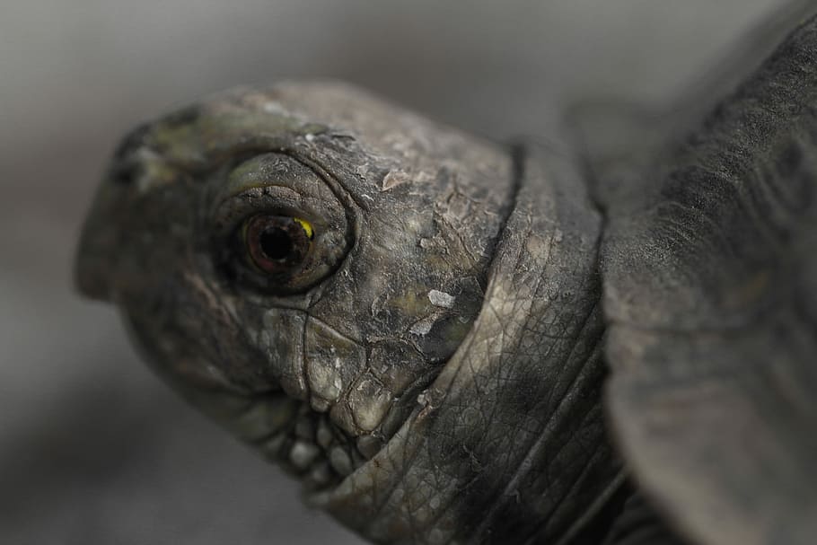 shallow focus photography of gray turtle, closeup photography of grey turtle HD wallpaper