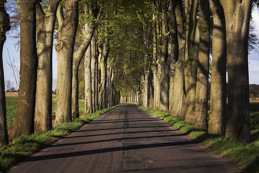 Way, Tree, Landscape, Spring, Asphalt, tree trunk, forest, nature HD wallpaper