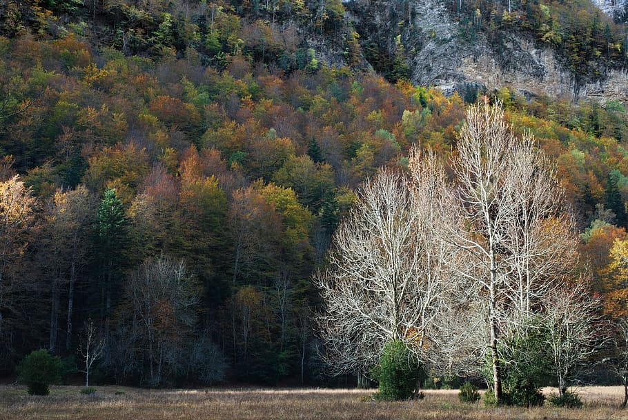 Tree, Forest, Nature, plant, no people, day, outdoors, beauty in nature HD wallpaper