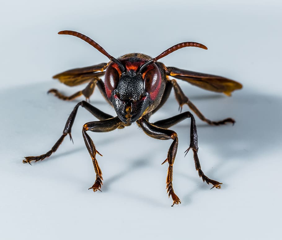 Hornet, Wasp, Insect, Close, one animal, animal wildlife, spider HD wallpaper