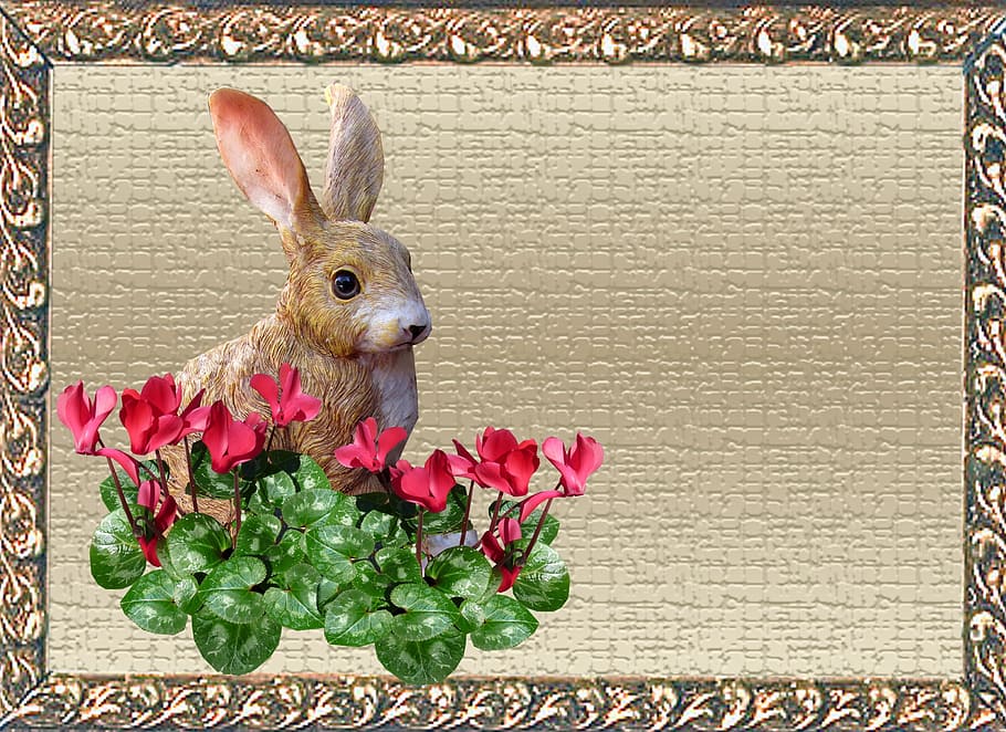 greeting card, rabbit, cyclamen, animal, animal themes, flower HD wallpaper
