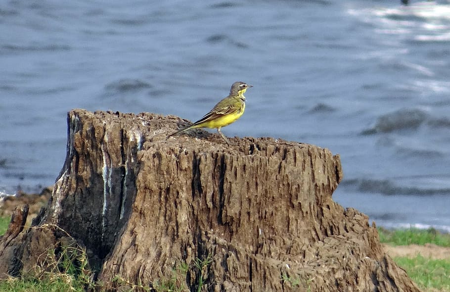 Yellow Wagtail, Bird, motacilla flava, stump, lake side, aves, HD wallpaper