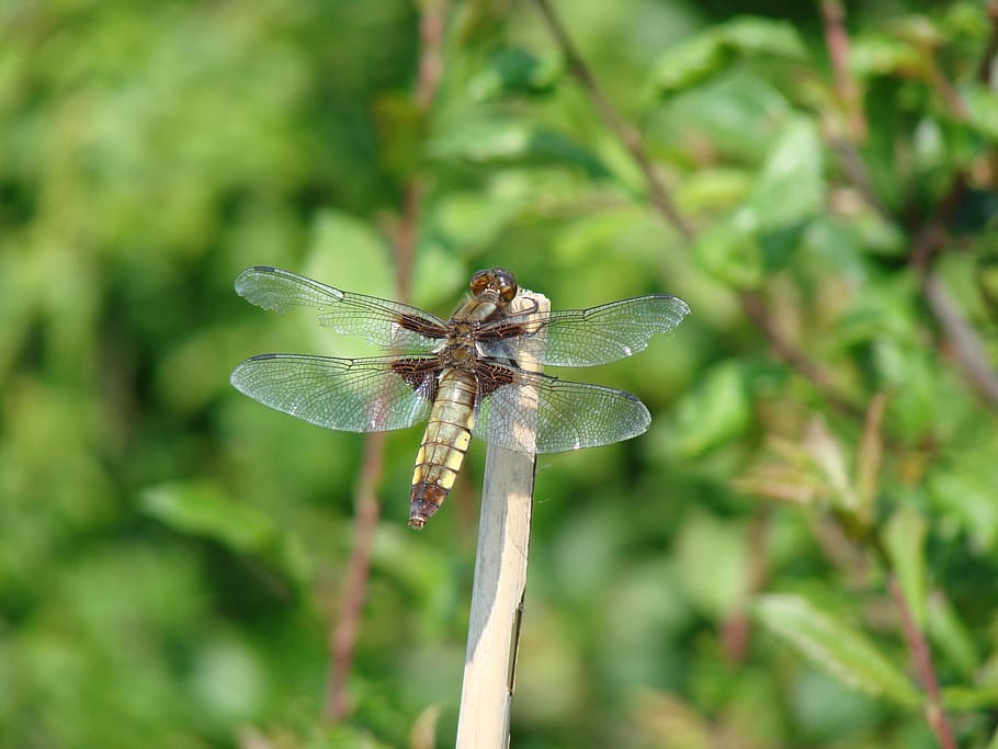 dragonflies, nature, macro, insect, invertebrate, animal wing HD wallpaper