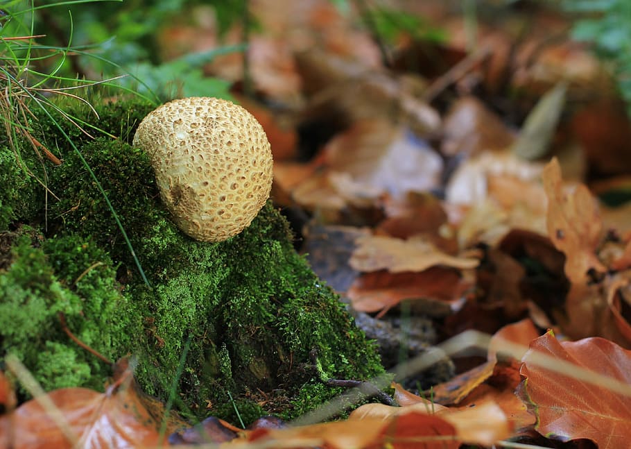 Mushroom, Forest, Nature, bovist, autumn, plant, moist, moss, HD wallpaper