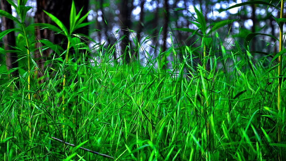 field, cicada, nature, green, grass, plant, green color, growth HD wallpaper