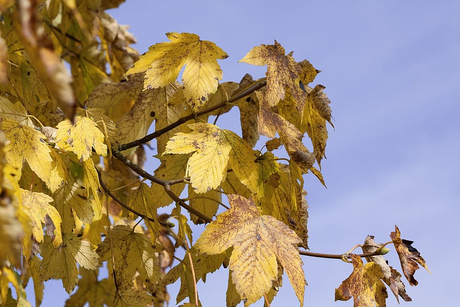 maple, autumn, leaf, yellow, leaves, golden autumn, nature HD wallpaper