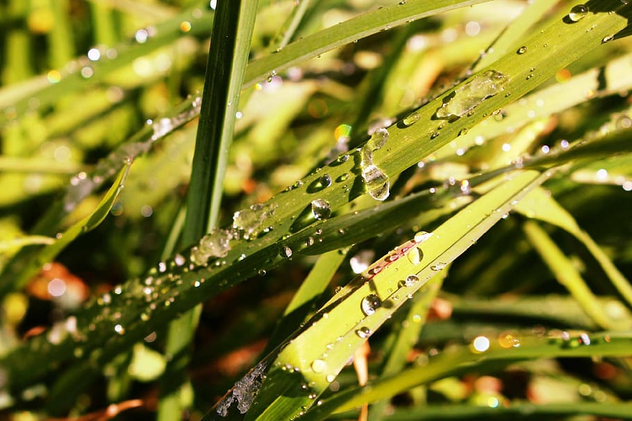 grass, nature, meadow, flora, landscape, grasses, water, rain HD wallpaper