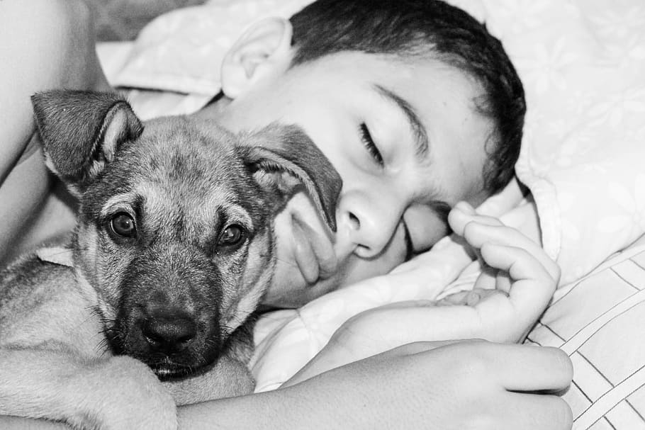 grayscale photo of man sleeping with German shepherd puppy, dog, HD wallpaper