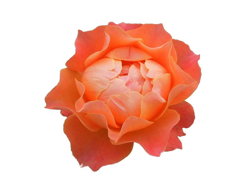 Nature, Close-Up, Salmon, Blossom, rose, close-up salmon, bloom HD wallpaper