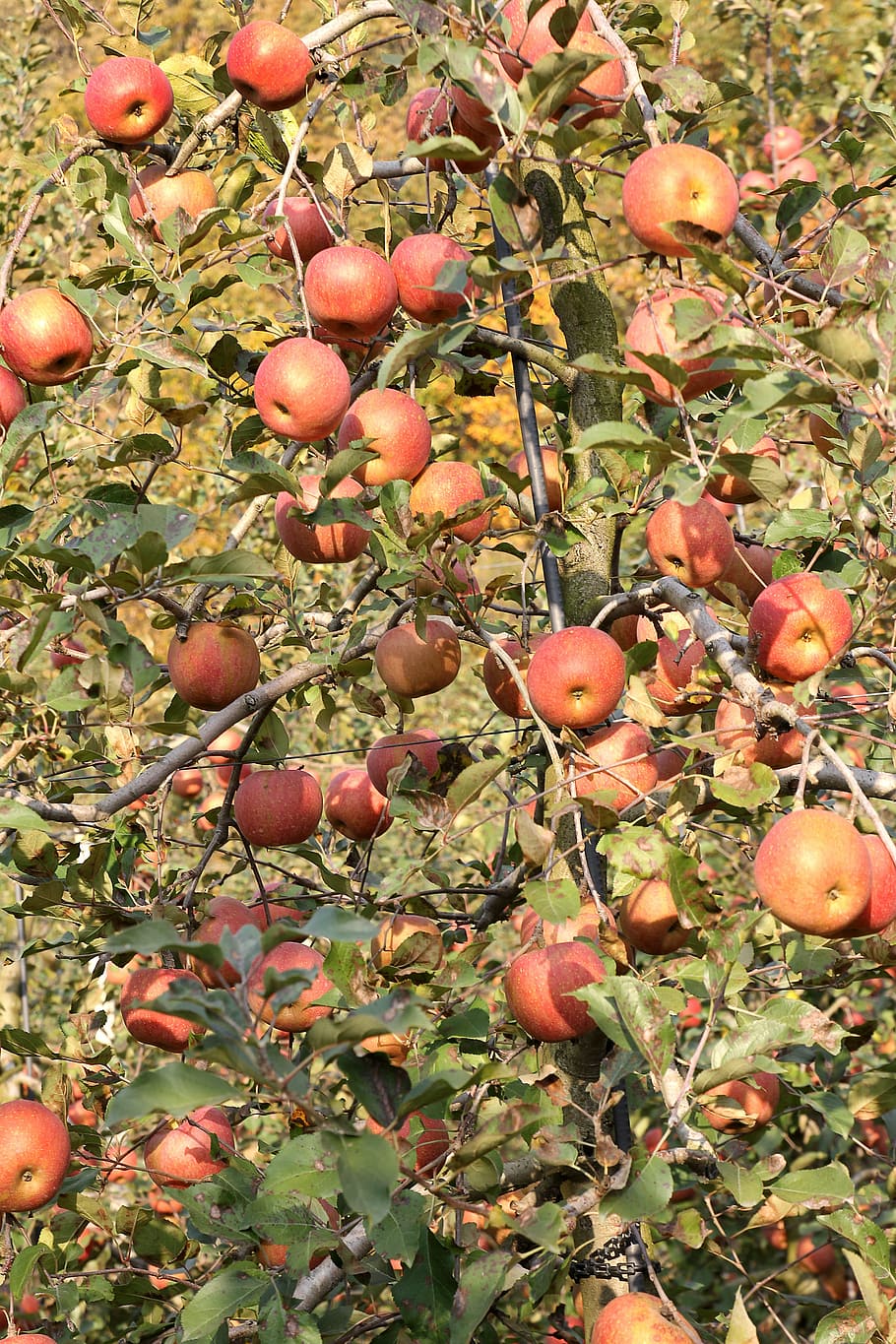 apple tree, orchard, fruit, branch, garden, plant, growth, natural HD wallpaper