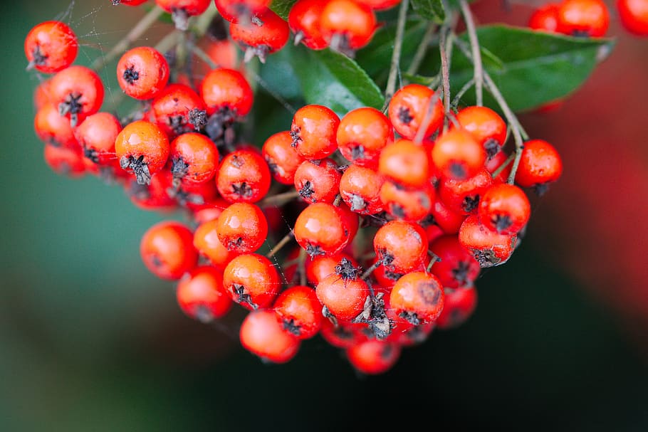 nature, fruit, berry, rowan, leaf, tree, summer, bush, plant HD wallpaper