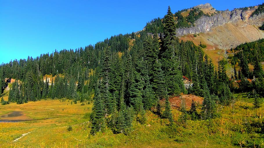 trees, pine trees, evergreen, landscape, mountain, scenic, nature HD wallpaper