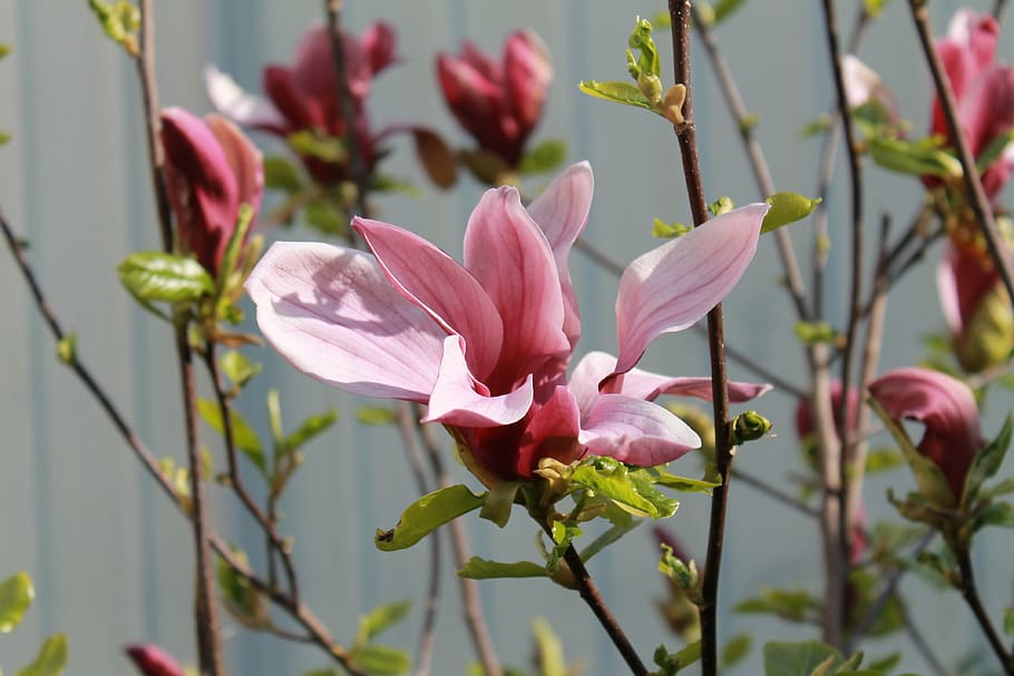 flower, bloom, spring, petals, flora, nature, plant, pink Color HD wallpaper