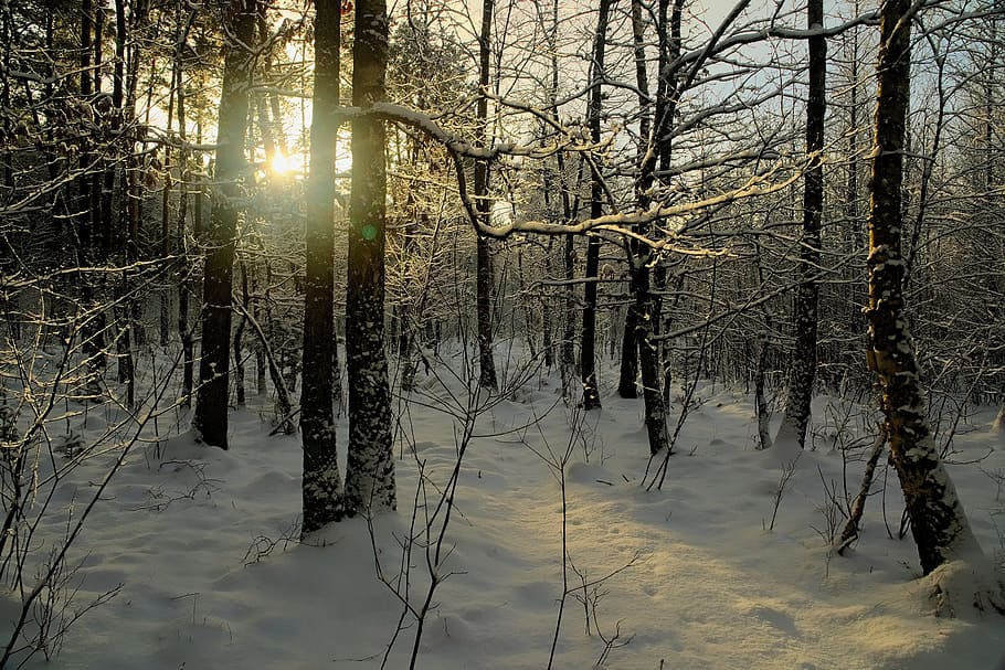 leafless tree covered with snow during daytime, winter, view HD wallpaper
