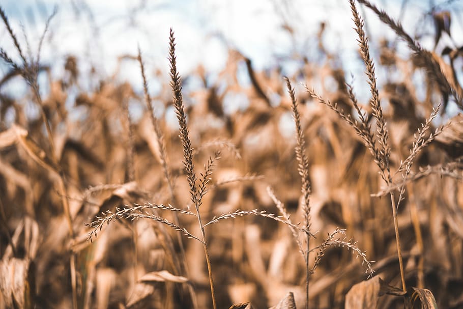 closeup photo of brown leafed plant, selective photography of wheat plant at daytime HD wallpaper