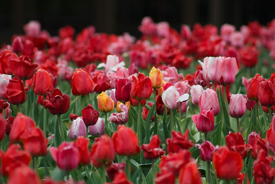 pink flower plants, closeup photo of red and pink flowers, tulip, HD wallpaper