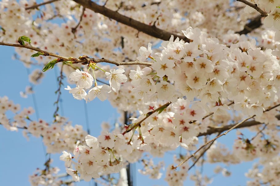 close-up photography of white petaled flowers, cherry blossom HD wallpaper