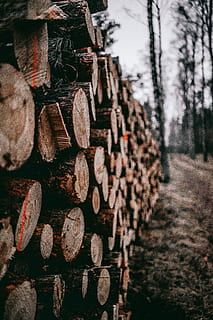 pile of cut log lot, brown chopped tree logs during daytime, wood HD wallpaper