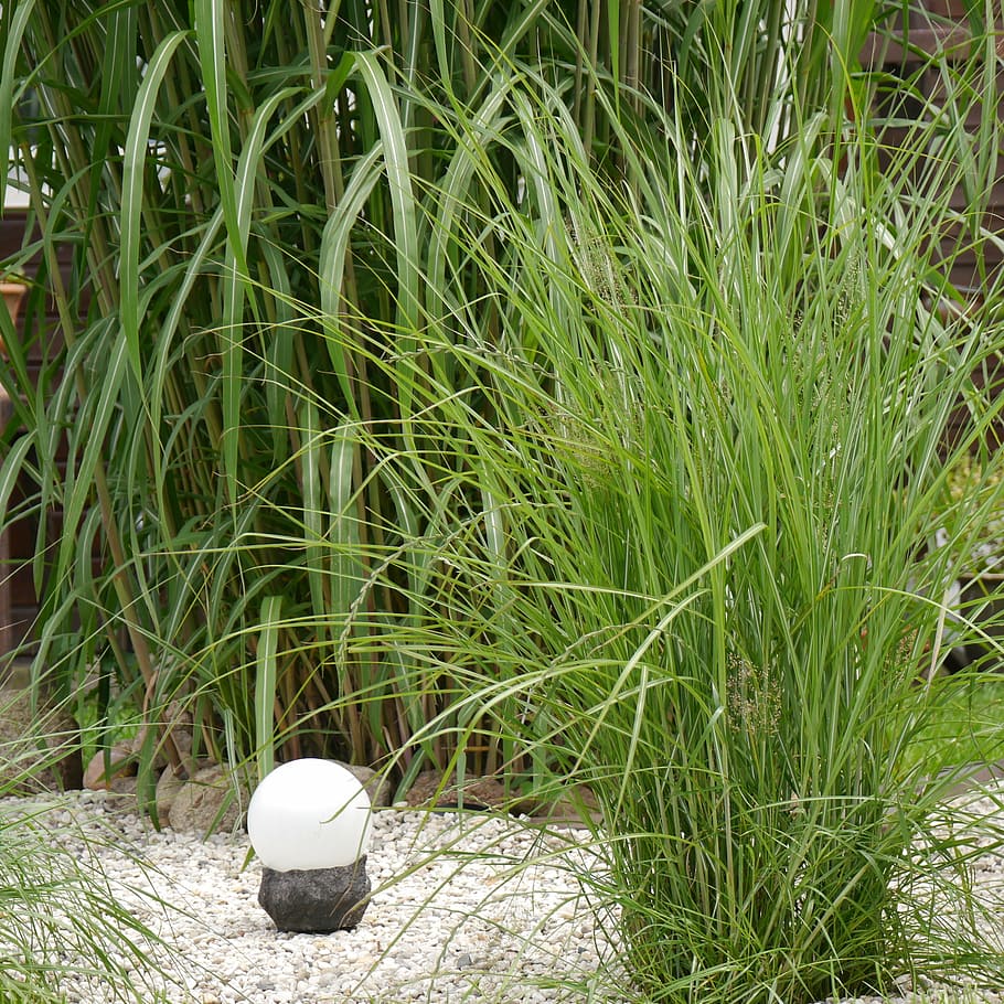 garden, grasses, bamboo grassedit this page, plant, green color, HD wallpaper