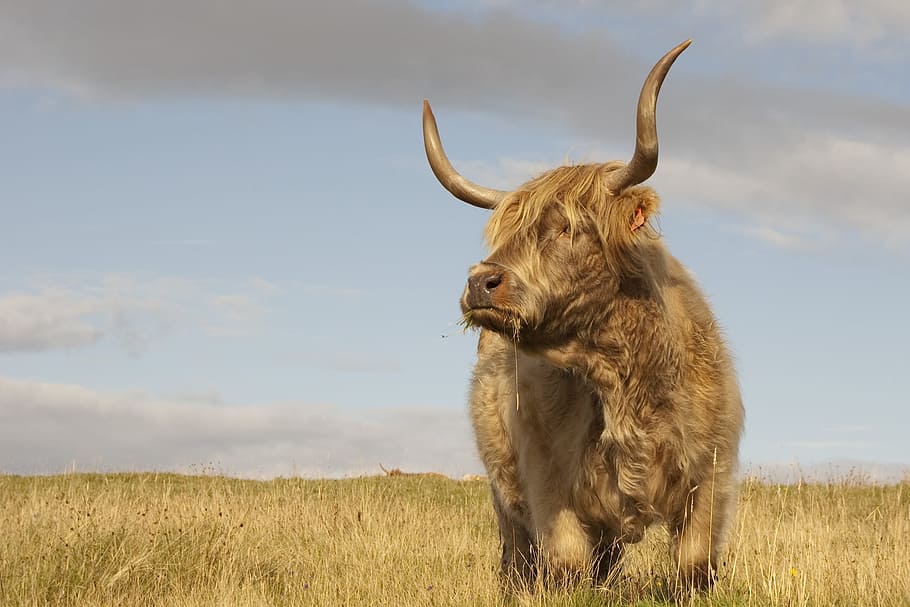brown yak on brown grass field at daytime, cow, scotland, hay HD wallpaper