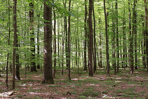 forest, deciduous forest, nature, tree, beech, land, plant HD wallpaper