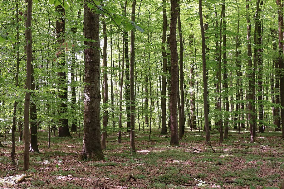 forest, deciduous forest, nature, tree, beech, land, plant HD wallpaper