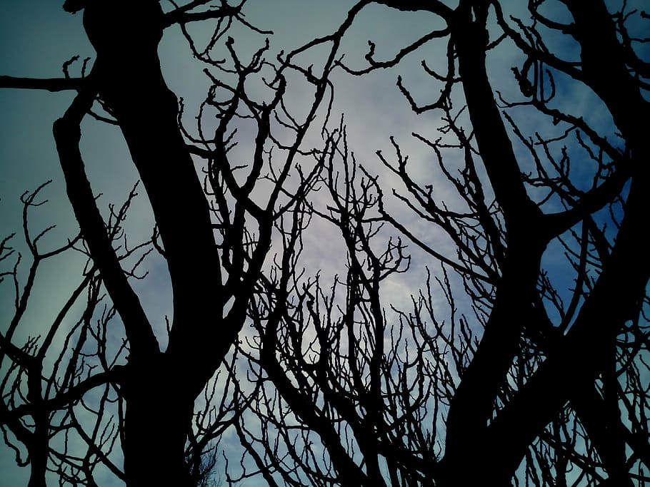 sky, trees, branches, dry, leaves, winter, nature, landscape HD wallpaper