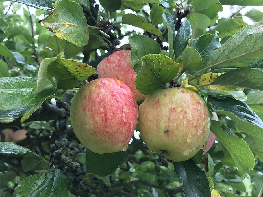 apples, fruit, apple tree, ripe, food and drink, leaf, healthy eating HD wallpaper