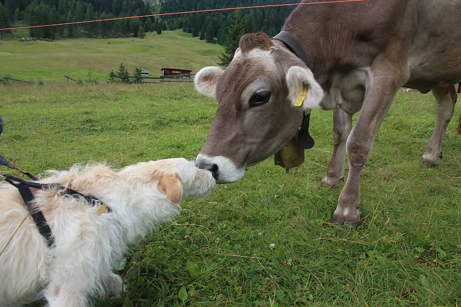 brown cattle kissing long-coated white dog, cow, dolomites, fassa, HD wallpaper