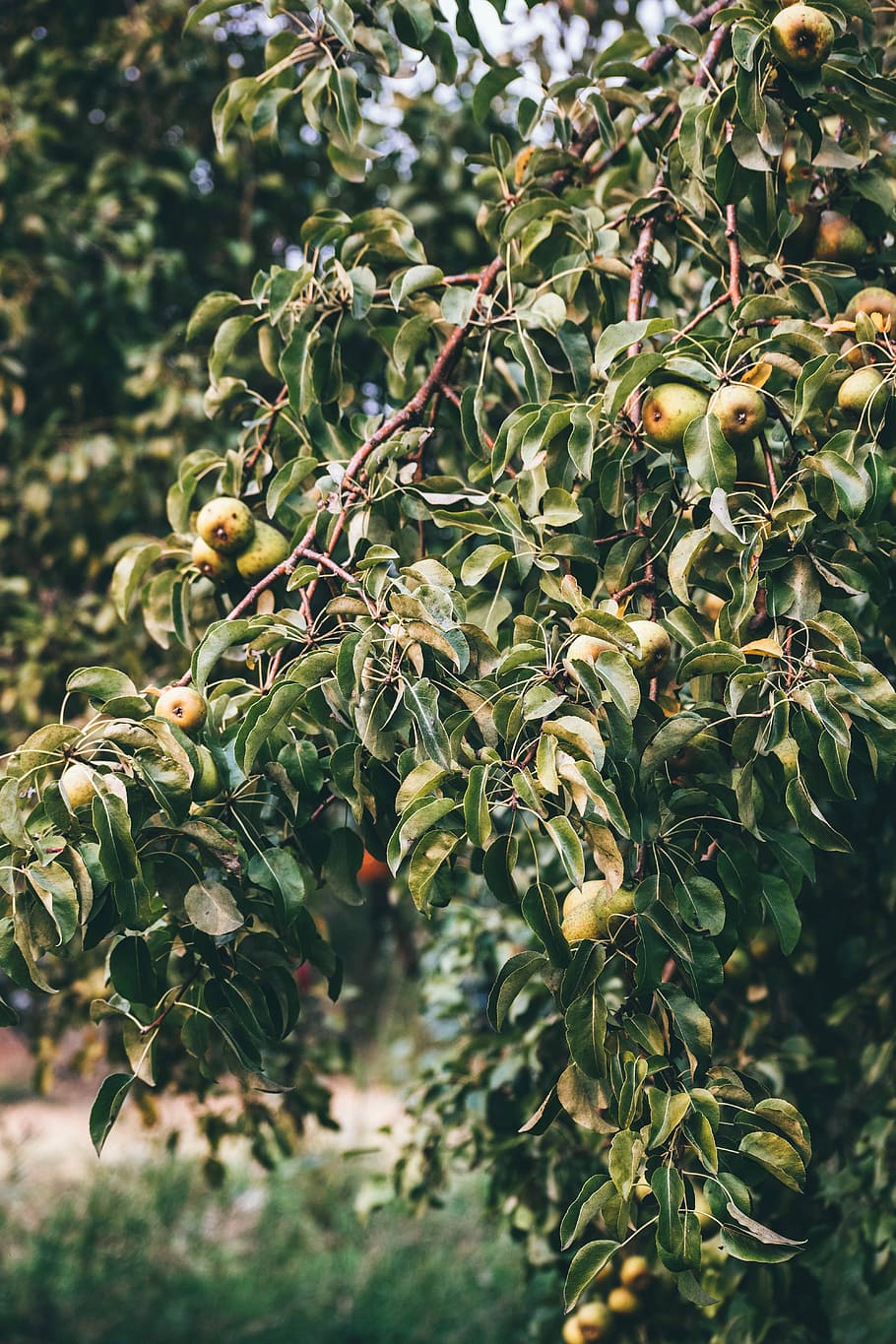 selective focus photography of green fruits, round green fruit tree at daytime HD wallpaper