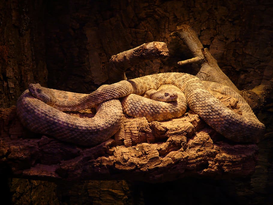 gray and white snake, spotted rattlesnake, snakes, crotalus mitchellii, HD wallpaper